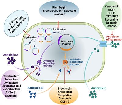 Antibiotic Potentiators Against Multidrug-Resistant Bacteria: Discovery, Development, and Clinical Relevance